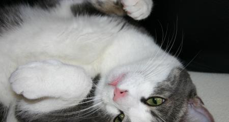 猫游泳换气技巧（优雅游动，猫步摆尾）