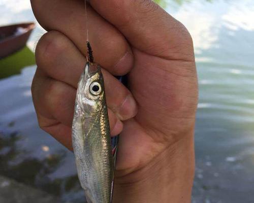以河里钓鱼用什么饵河里路亚（探索适合在河里钓鱼的饵料和路亚技巧）