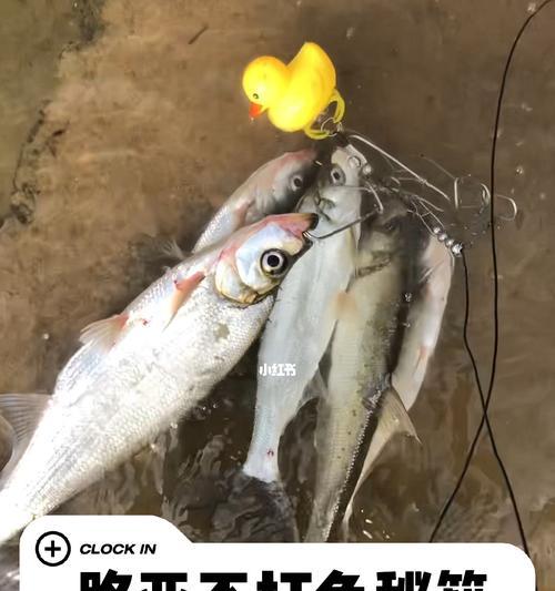 路亚钓鱼的最佳材料选择（选择正确的路亚材料，让钓鱼更加得心应手）
