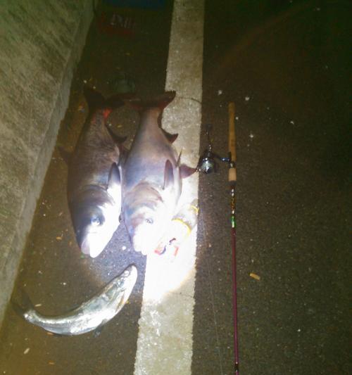路亚适不适合河里夜钓鱼？（探讨路亚在夜间河钓中的优势和不足）