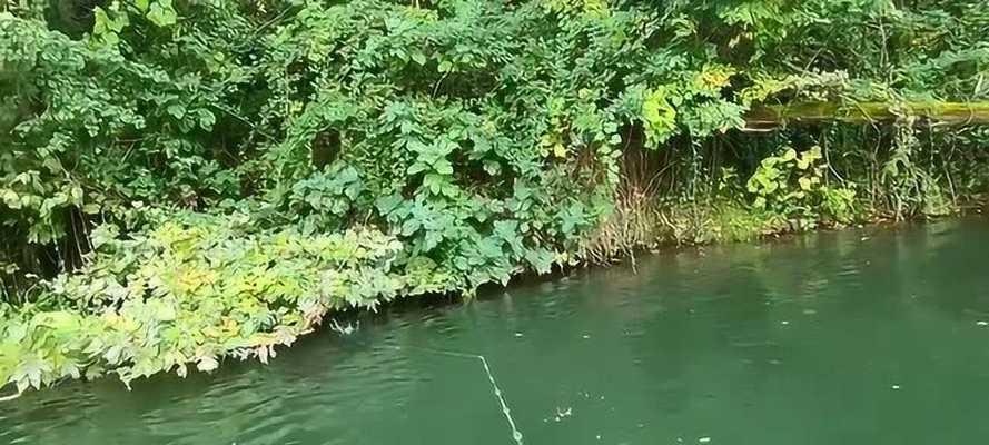 路亚技巧在小河沟里钓鱼，你不能错过的秘籍（掌握路亚技巧，让你在小河沟里钓到心仪的美味鱼儿）