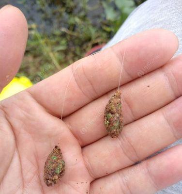 蚯蚓钓鱼小鱼闹窝的技巧与乐趣（享受自然，钓鱼小鱼闹窝的好方法）