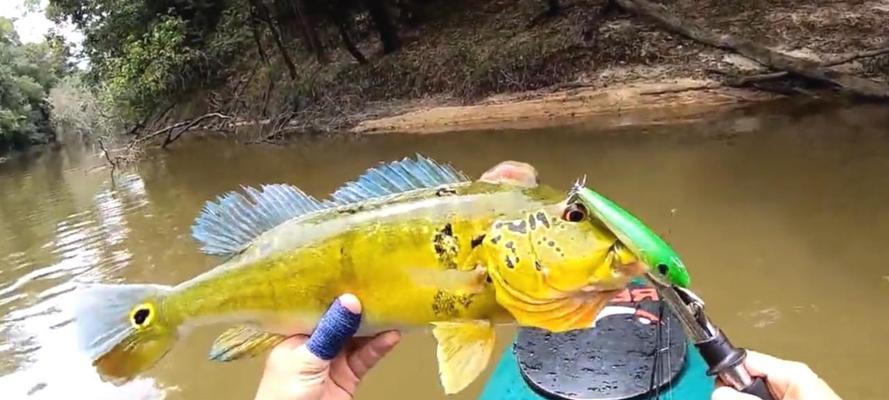 探讨河流禁止路亚钓鱼的原因（保护水生生物资源的需要和挑战）