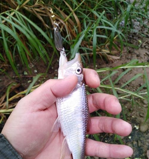冬天钓鱼的最佳选择（寒冷季节下，路亚钓法的优势及技巧）