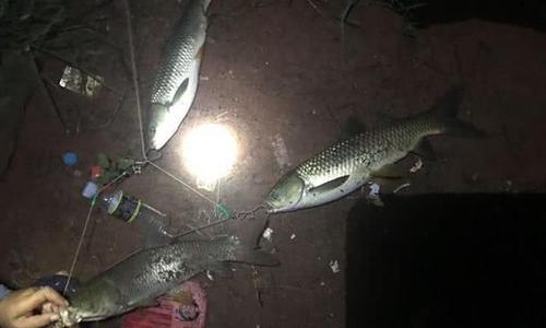 探秘路亚夜晚黑坑偷驴钓鱼的神秘世界（暗夜中的诱惑与冒险，路亚夜晚黑坑钓鱼的魅力无法抵挡）