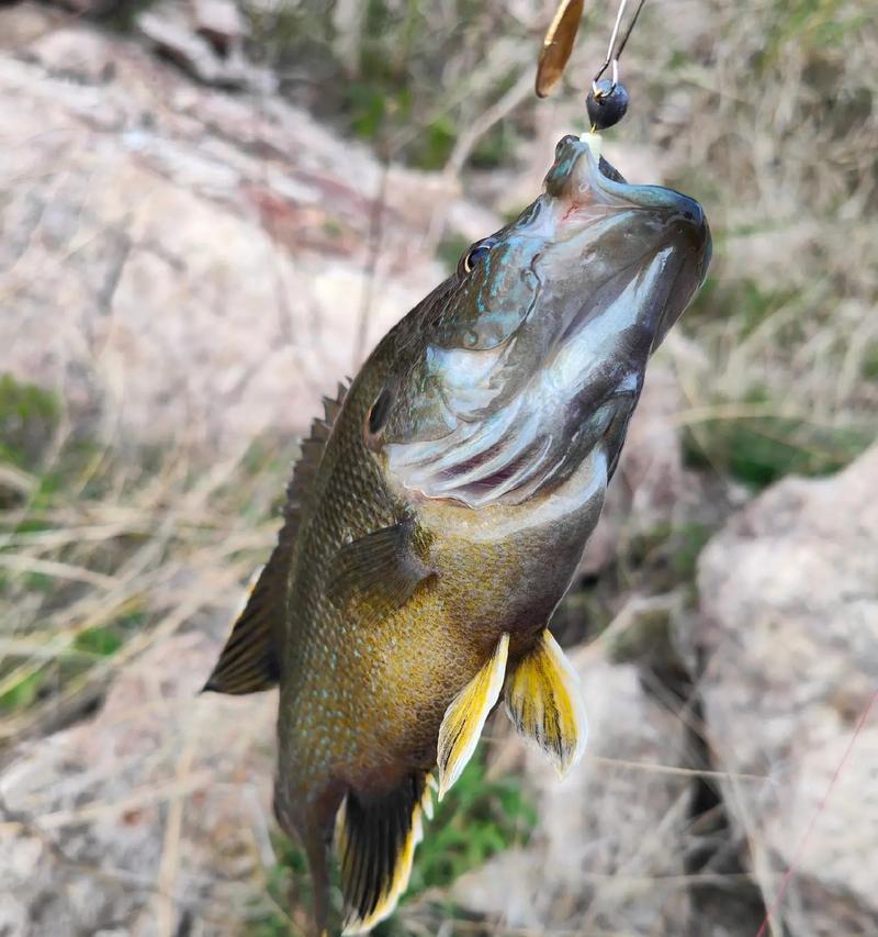 挑选最佳路亚，钓鱼变得更美味（口感十足，让您回味无穷的5种路亚）