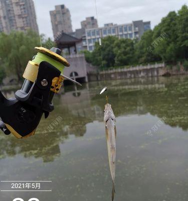 以路亚竿钓鱼的最佳时机（探索路亚钓鱼的黄金时间段，提升成功率）