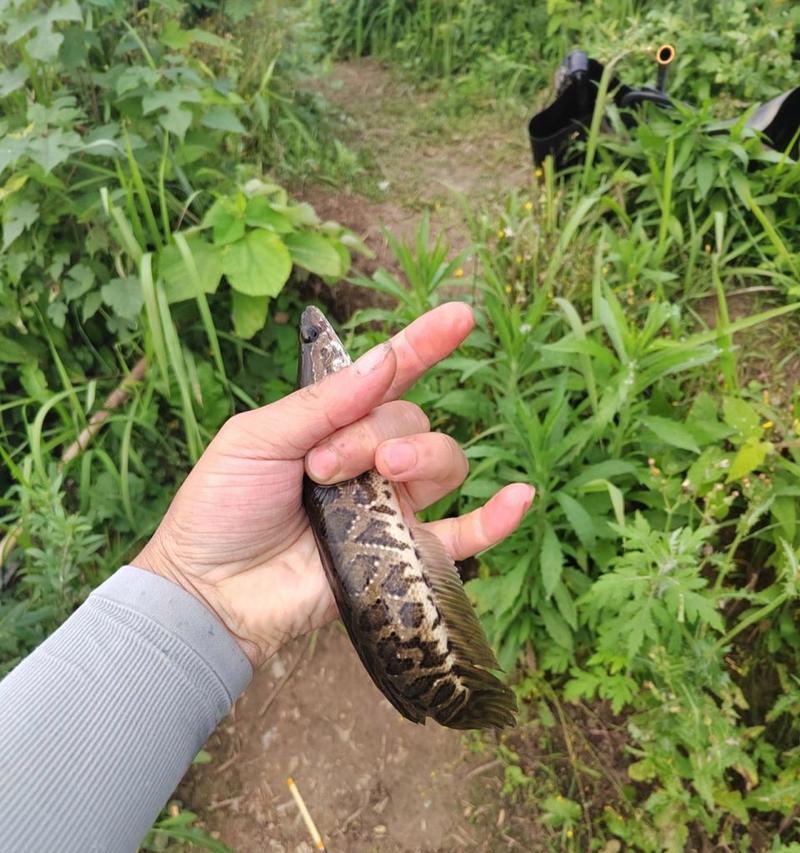 路亚竿钓鱼技巧（让你的路亚竿发挥出更大的威力，轻松捕获鱼类）