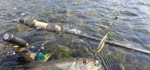 路亚钓鱼水浑是否能钓到鱼？（探讨路亚钓鱼在水浑条件下的效果与技巧）