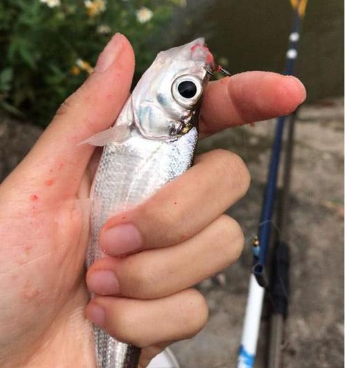 以路亚杆挂泥鳅钓鱼是否违法？（解析路亚杆挂泥鳅钓鱼的合法性及注意事项）