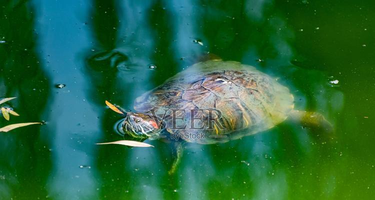 淡水游泳的技巧和方法（掌握游泳技巧，畅享淡水乐趣）